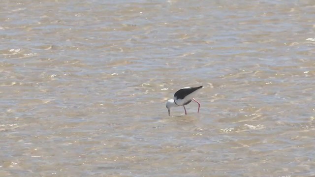 Banded Stilt - ML266147311