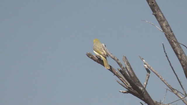 White-plumed Honeyeater - ML266148241