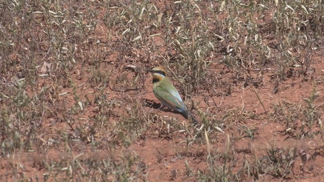 Rainbow Bee-eater - ML266149431