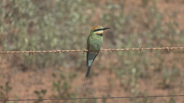 Rainbow Bee-eater - ML266149461