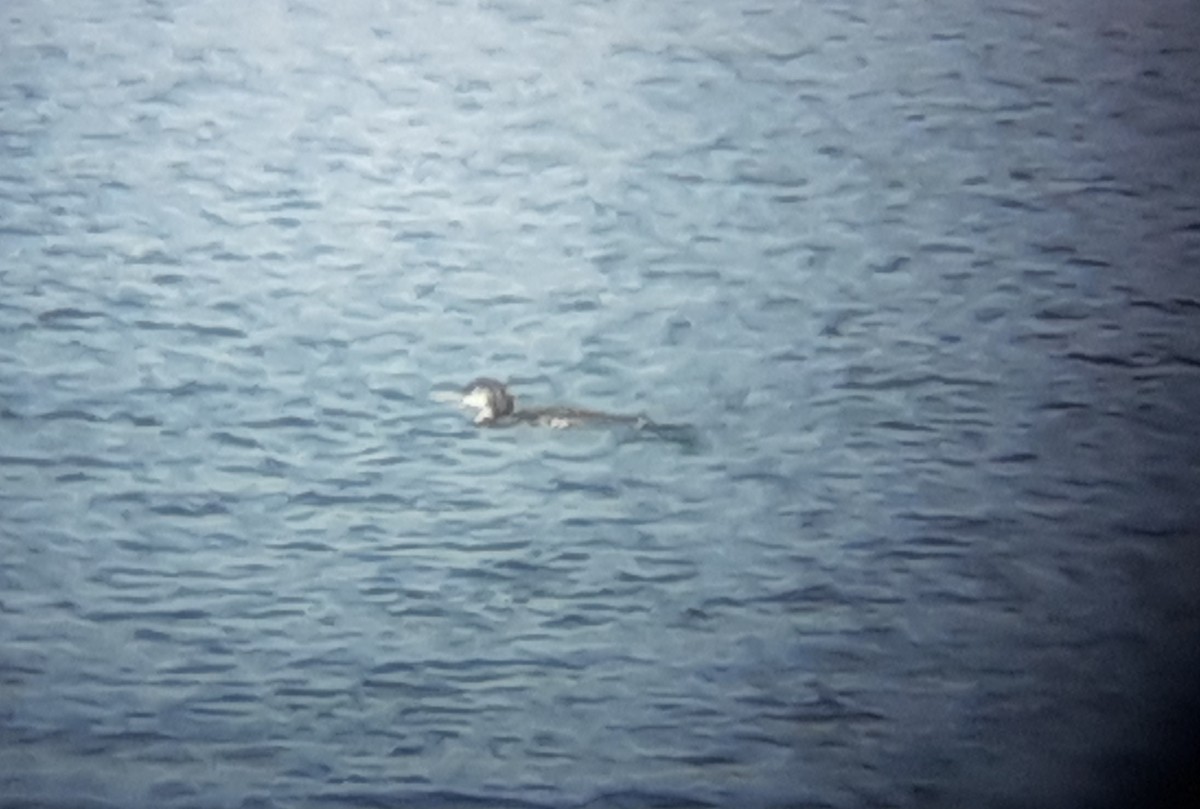 Common Loon - ML266149951