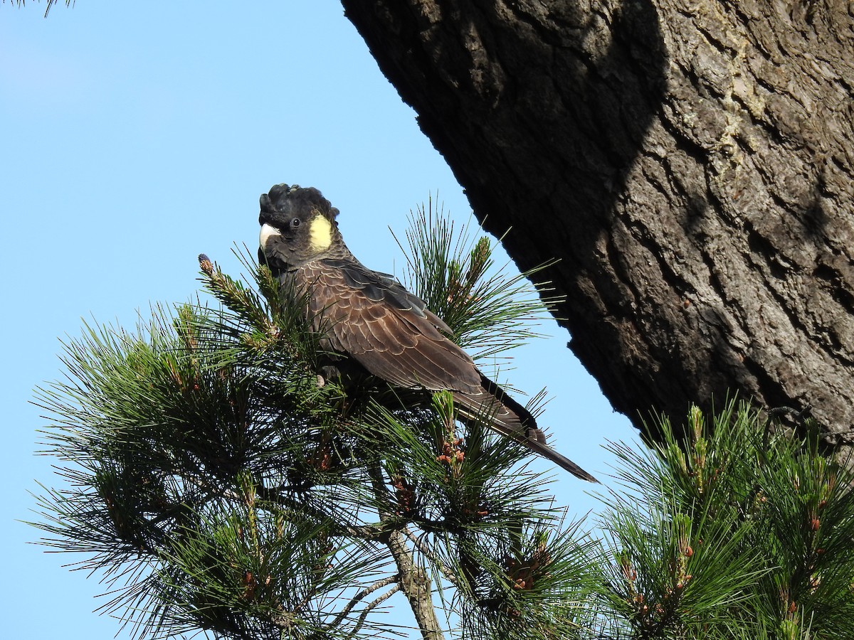 Yellow-tailed Black-Cockatoo - ML266151531