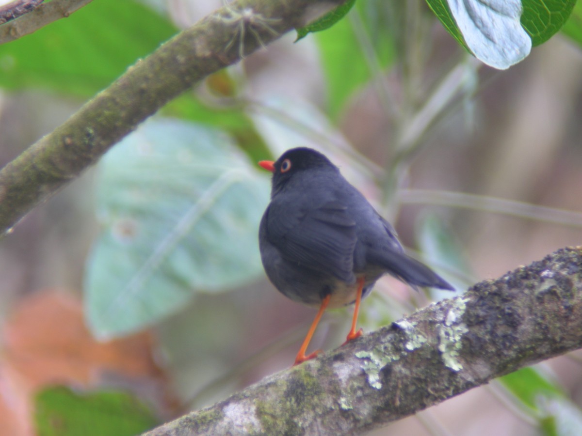 Slaty-backed Nightingale-Thrush (Slaty-backed) - ML266151621