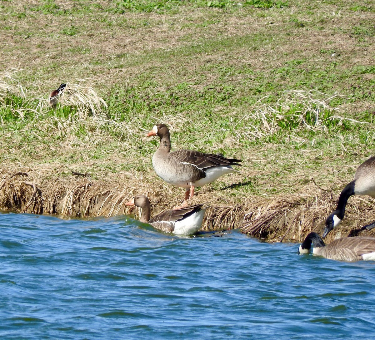Greater White-fronted Goose - ML26615371
