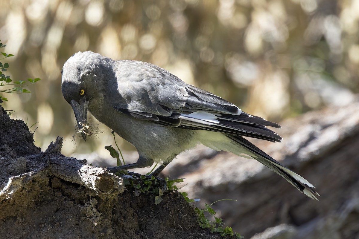 Gray Currawong - Cedric Bear