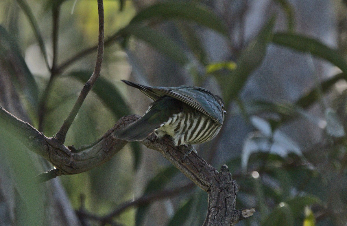 Shining Bronze-Cuckoo - ML266155161