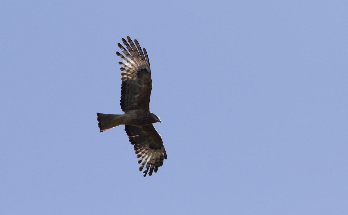Square-tailed Kite - ML266155361