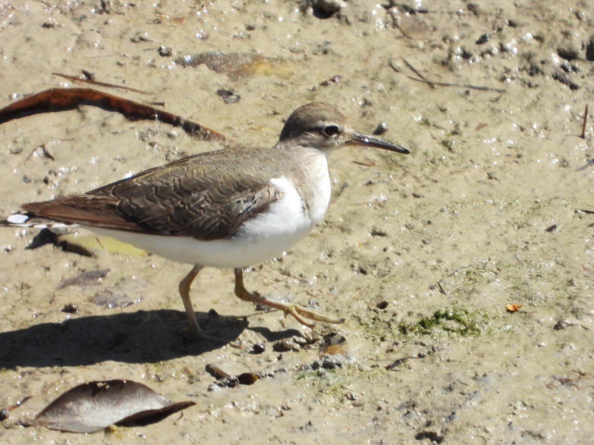 Common Sandpiper - ML266157651