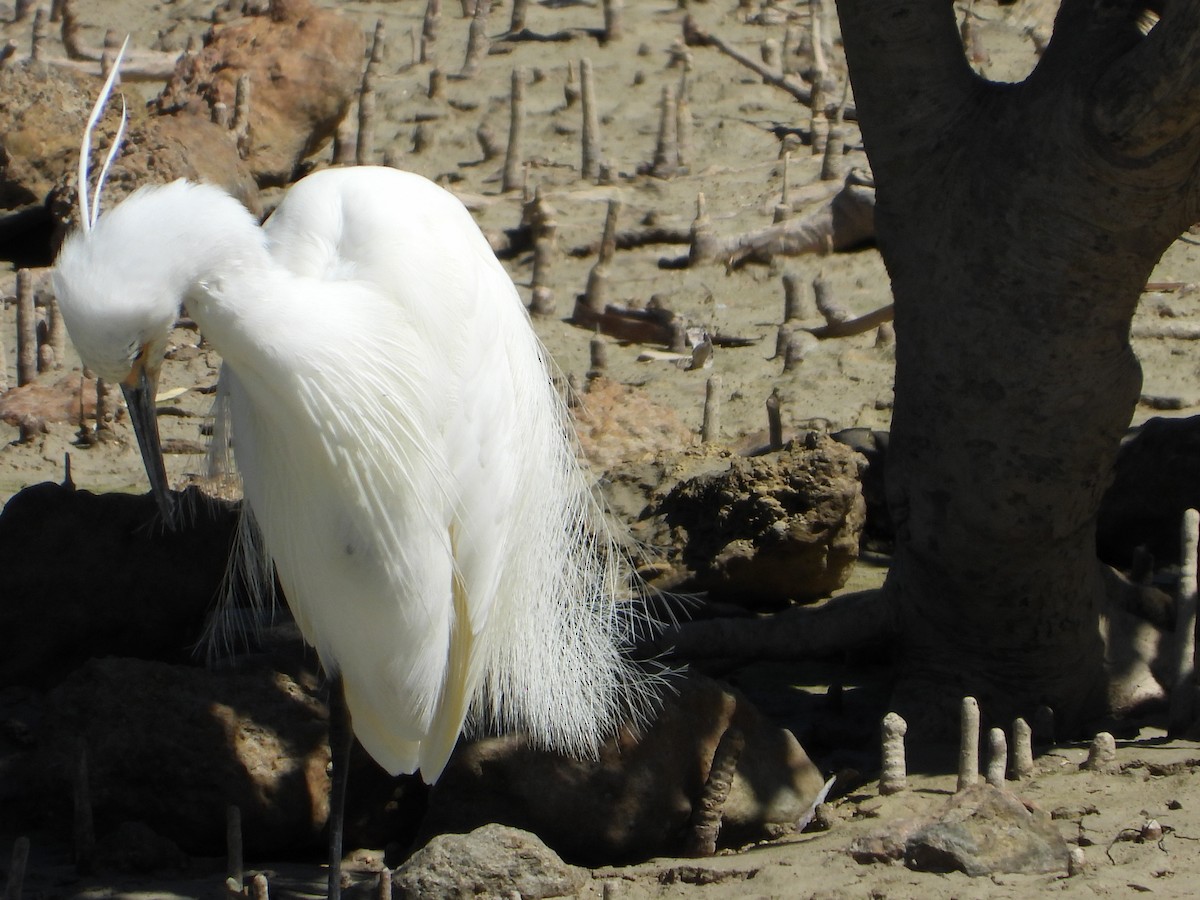 Little Egret - ML266157711