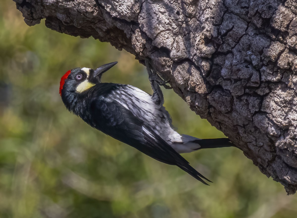 Acorn Woodpecker - ML266158261