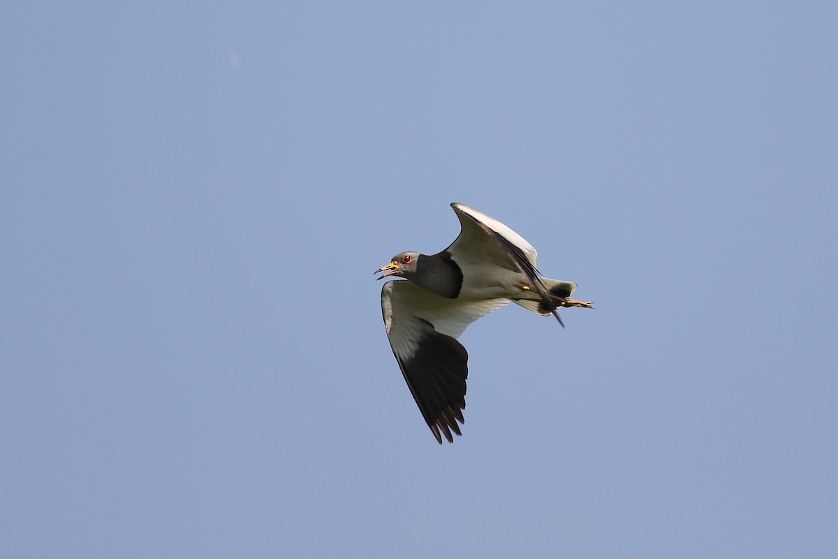 Gray-headed Lapwing - Brendan Ryan