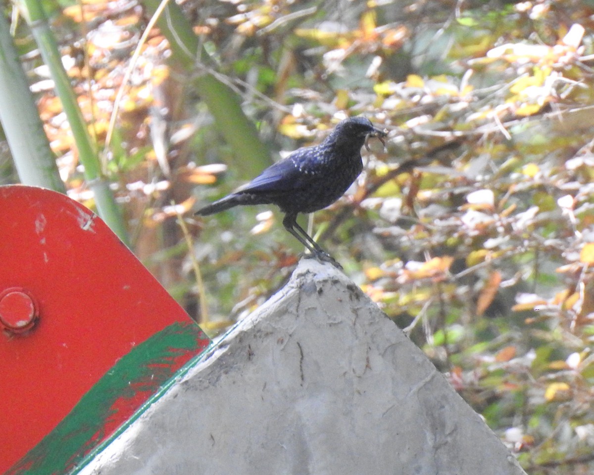 Blue Whistling-Thrush - ML266160351