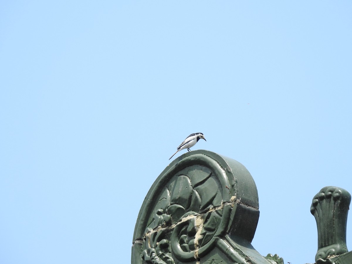 White Wagtail - ML266160421