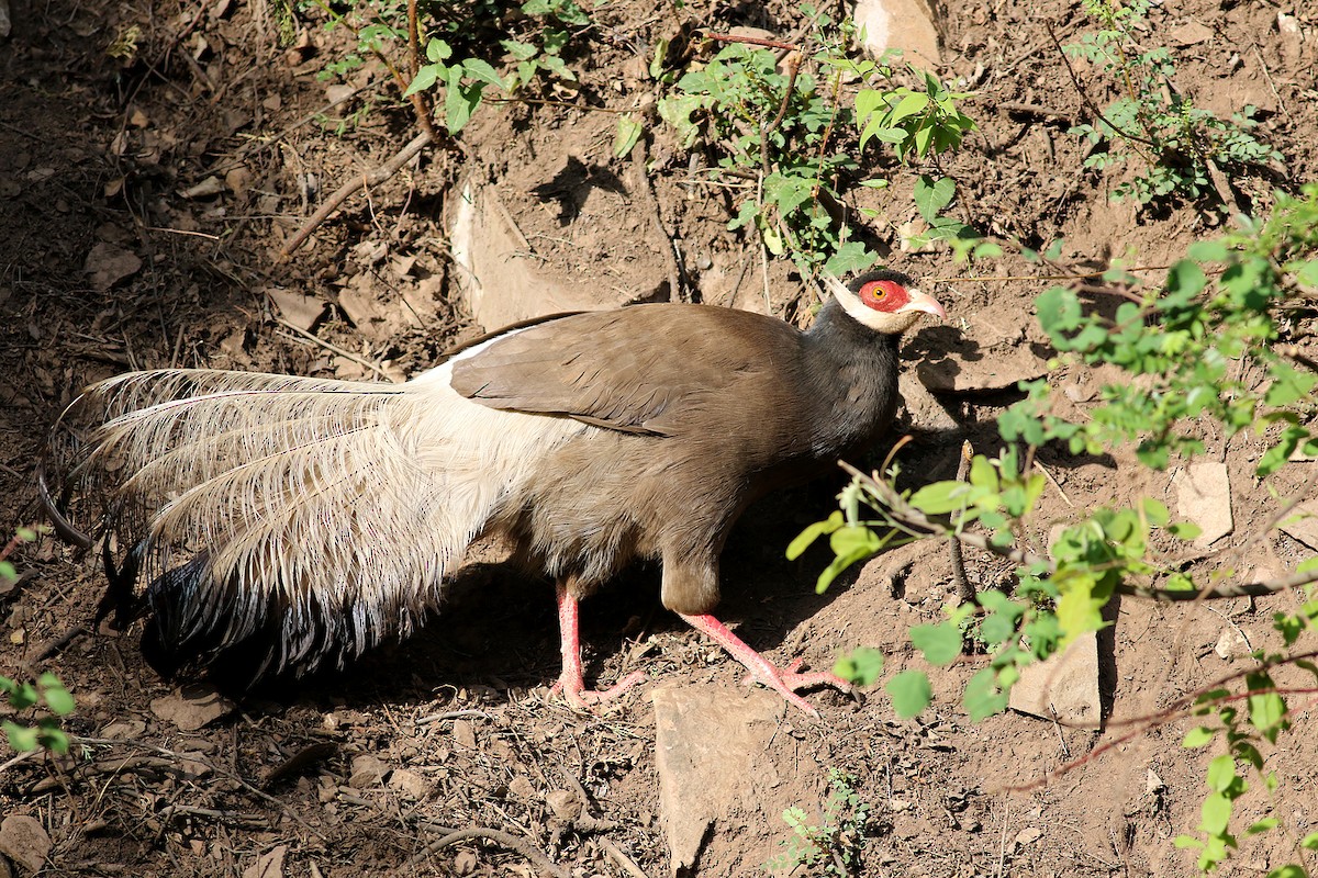 Brown Eared-Pheasant - Brendan Ryan