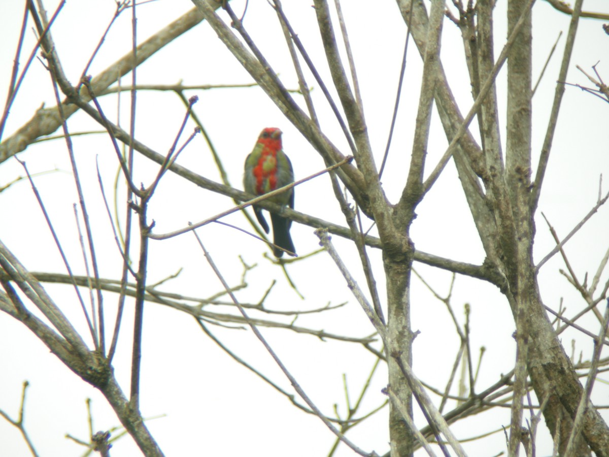 Summer Tanager - Jurgen Beckers