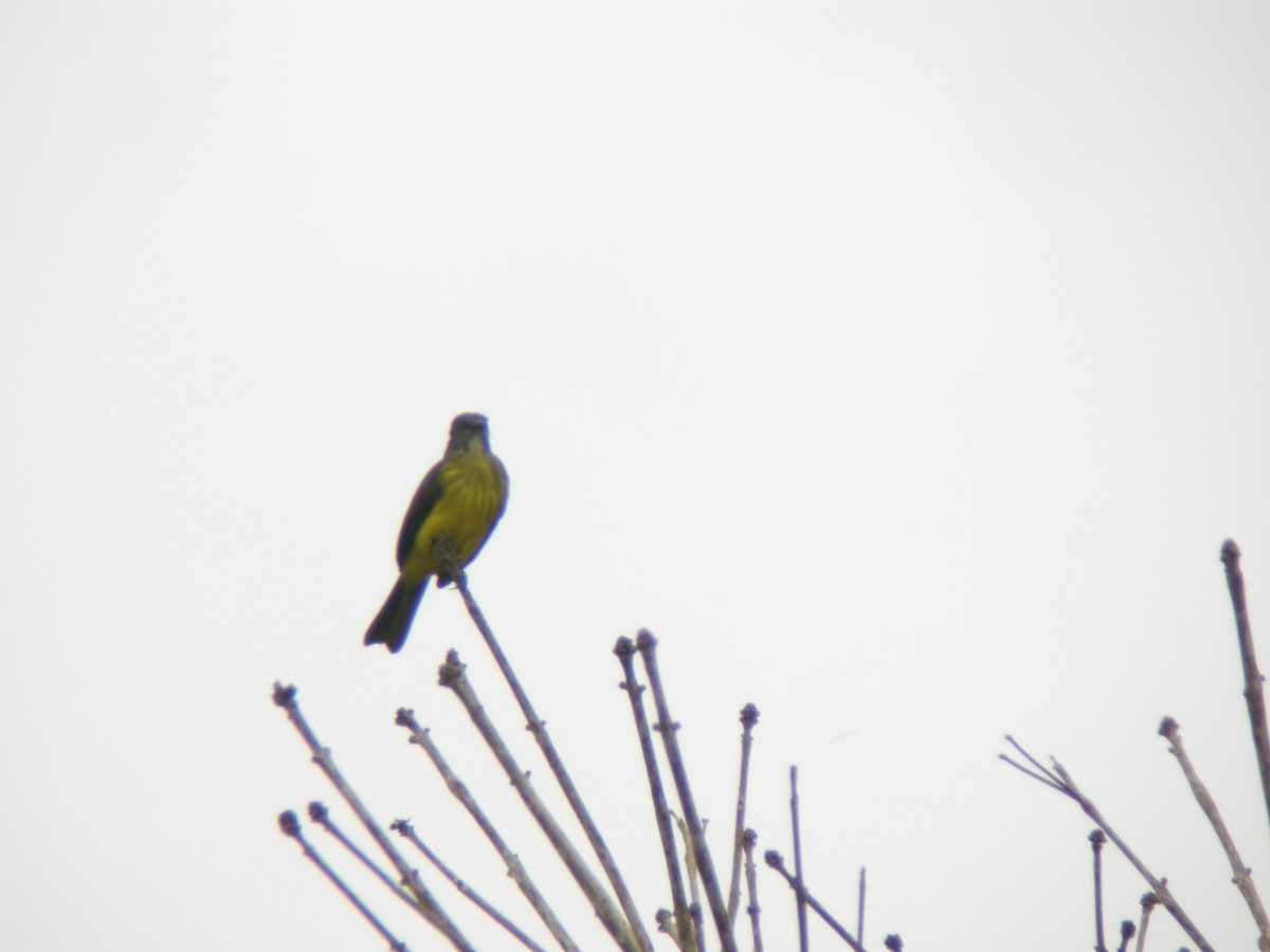 Dusky-chested Flycatcher - Jurgen Beckers