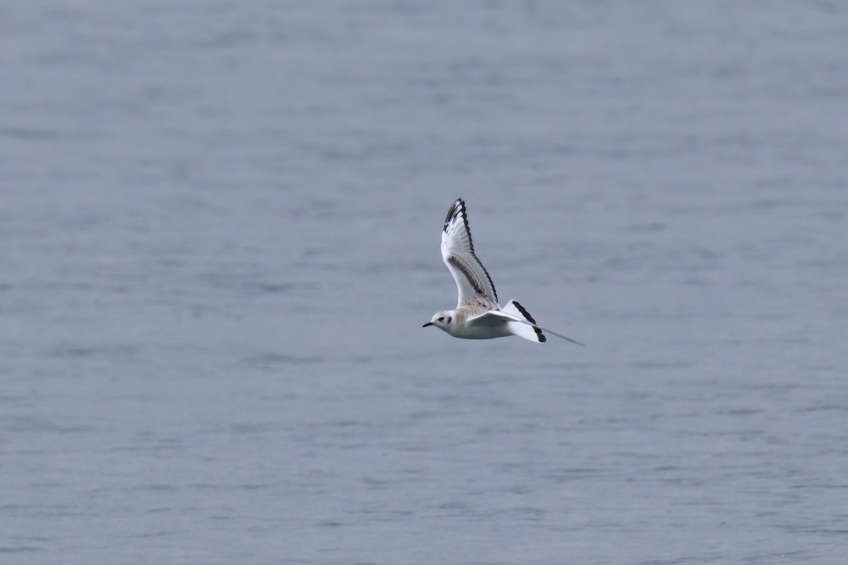 Bonaparte's Gull - Frank Lin