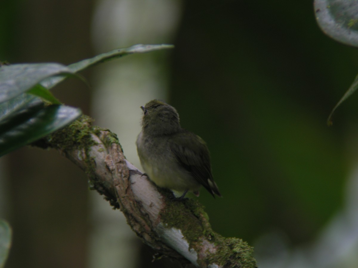 Dwarf Tyrant-Manakin - ML266161401