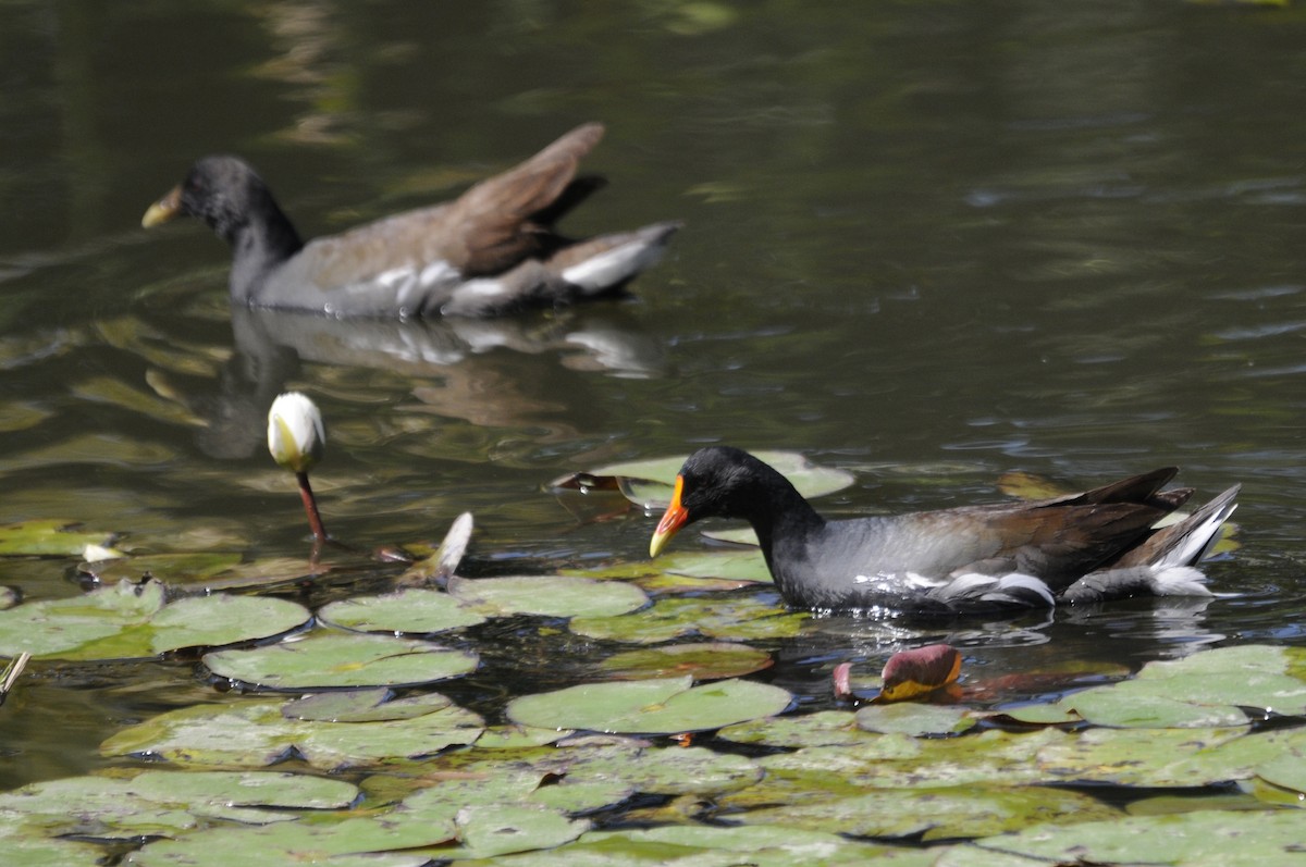 Common Gallinule - ML266162801