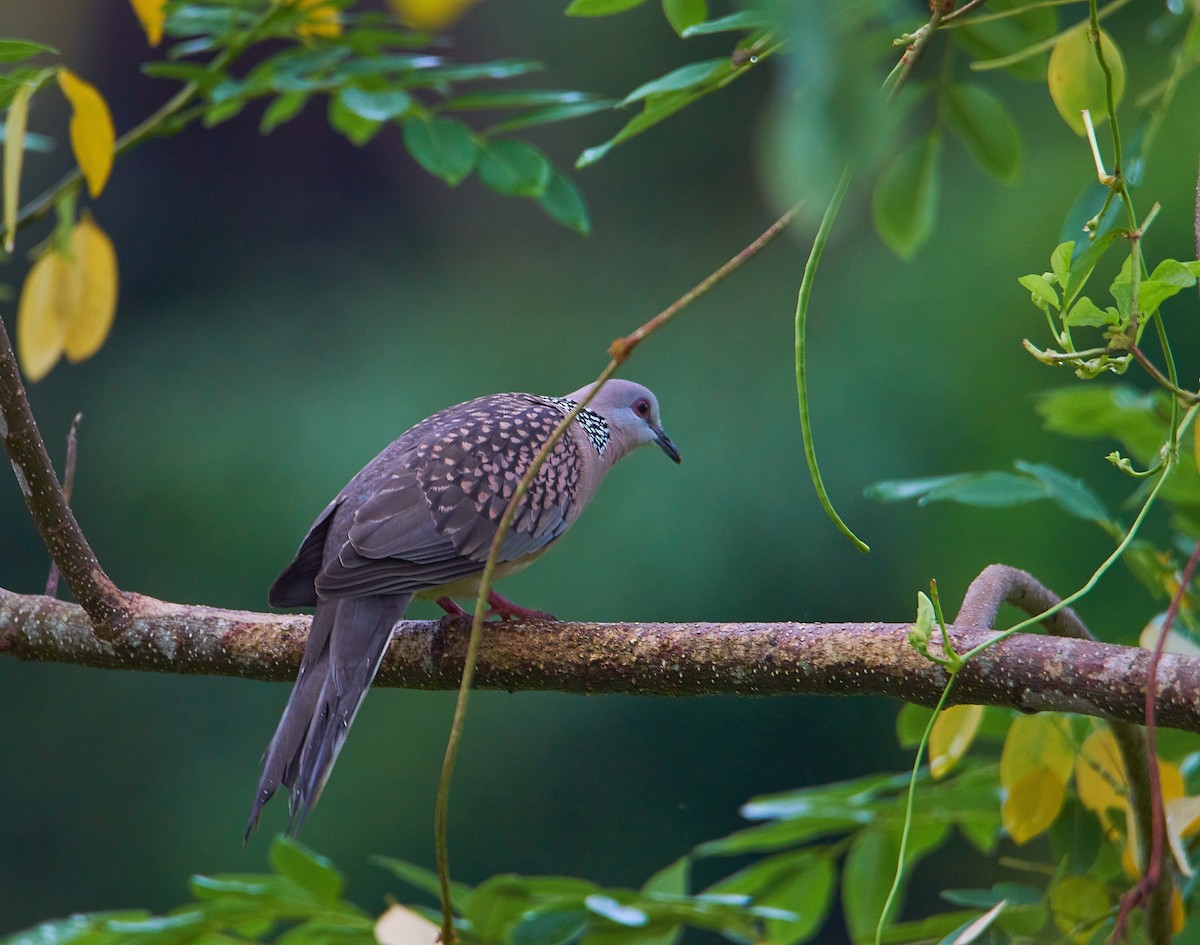 Spotted Dove - ML266162841