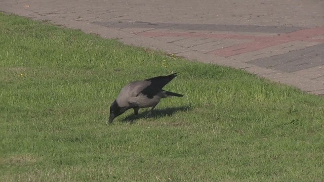 Hooded Crow (Hooded) - ML266163671