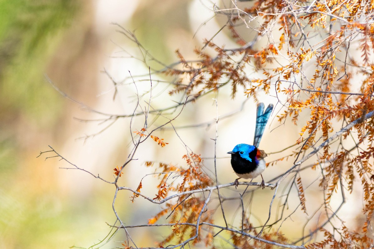 Variegated Fairywren - ML266164281