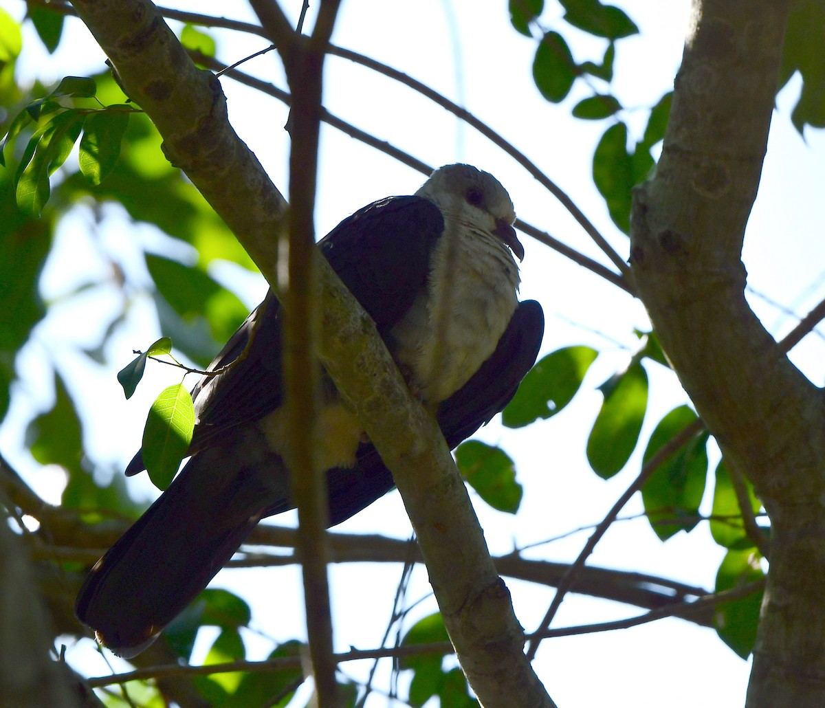 White-headed Pigeon - ML266164431