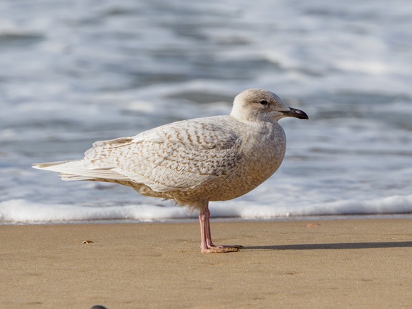 Iceland Gull - ML266164491