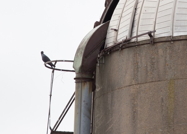 holub skalní (domácí) - ML26616511
