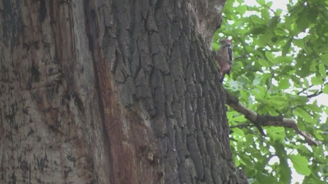 Middle Spotted Woodpecker - ML266165201