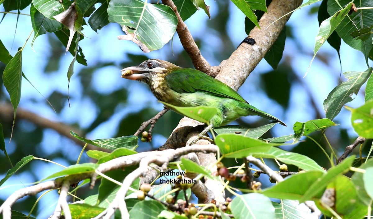 White-cheeked Barbet - ML266166941