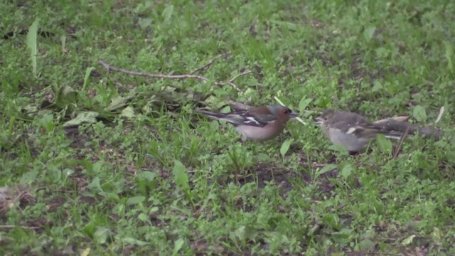 Common Chaffinch - ML266167001