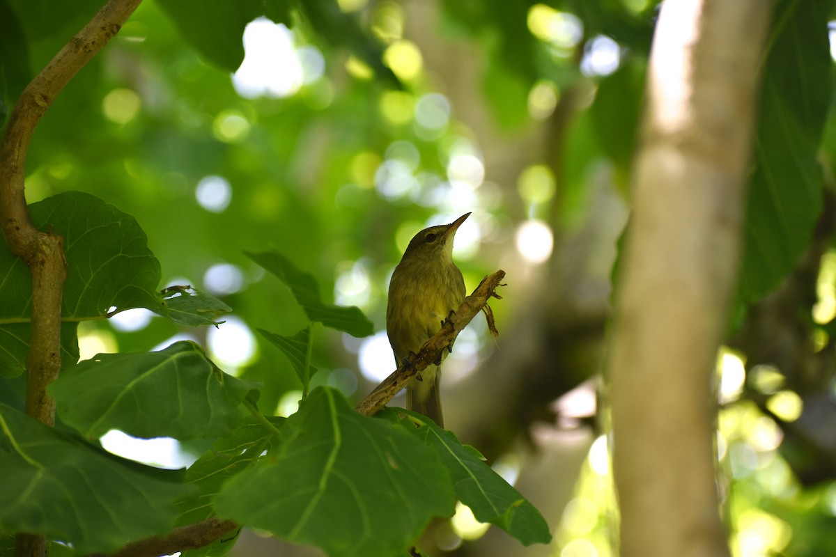 Seychelles Warbler - ML266167131