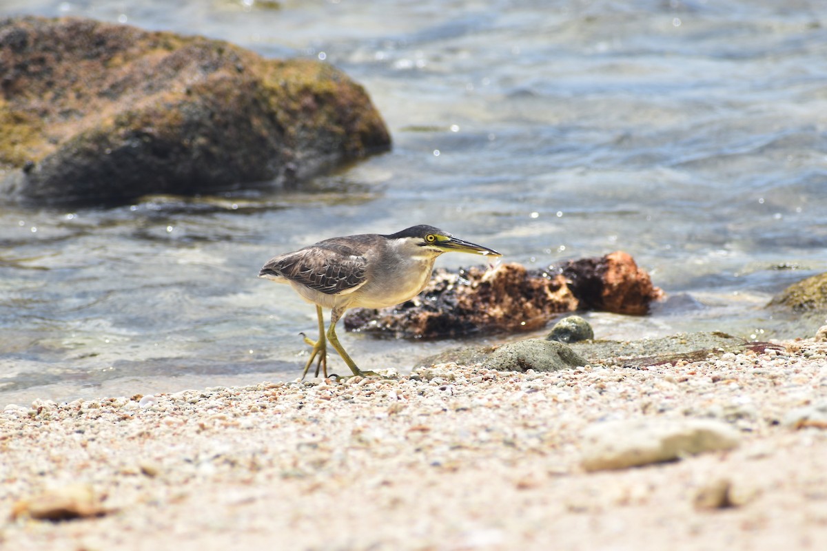 Striated Heron - ML266167451