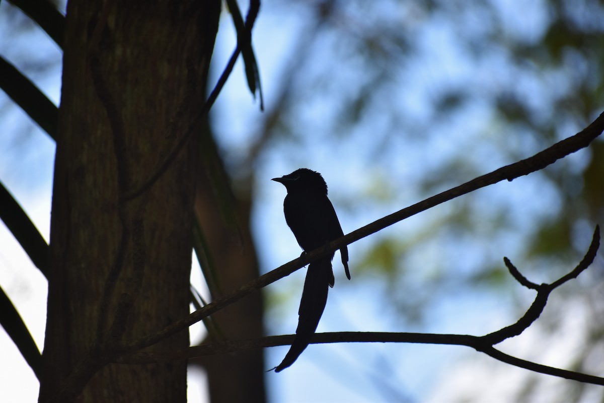 Seychelles Paradise-Flycatcher - ML266167461