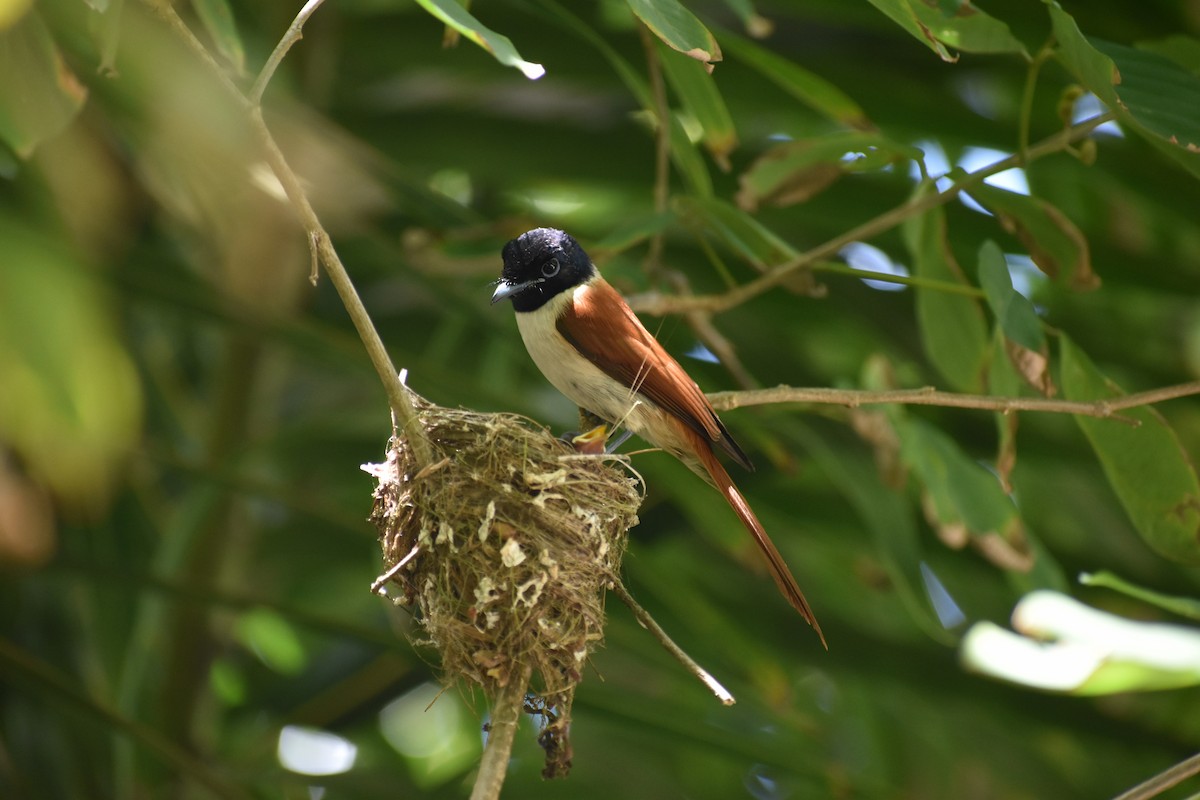 Seychelles Paradise-Flycatcher - ML266167471