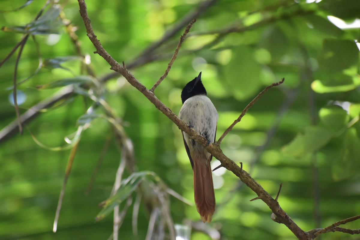 Seychelles Paradise-Flycatcher - ML266167481