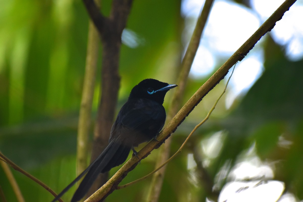 Seychelles Paradise-Flycatcher - ML266167491