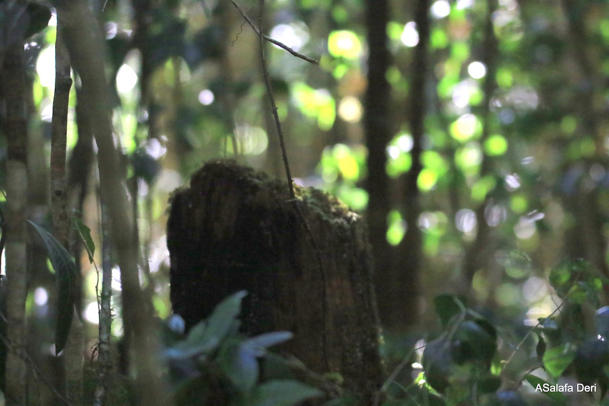 Madagascar Forest Rail - ML266168801