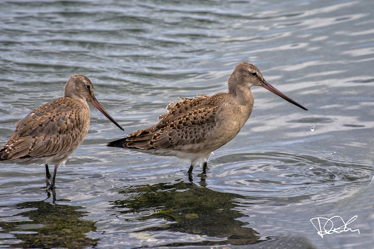 Hudsonian Godwit - ML266169411
