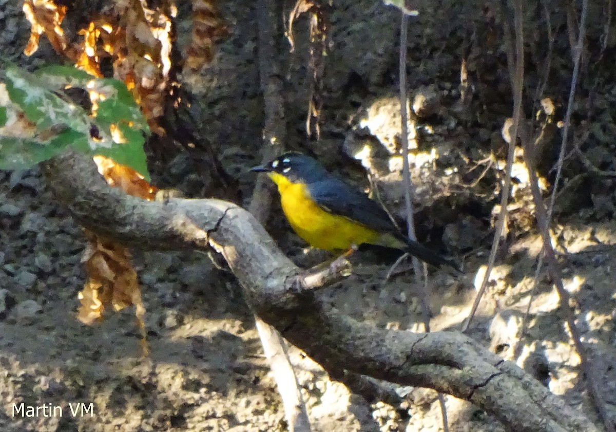 Fan-tailed Warbler - ML26616951