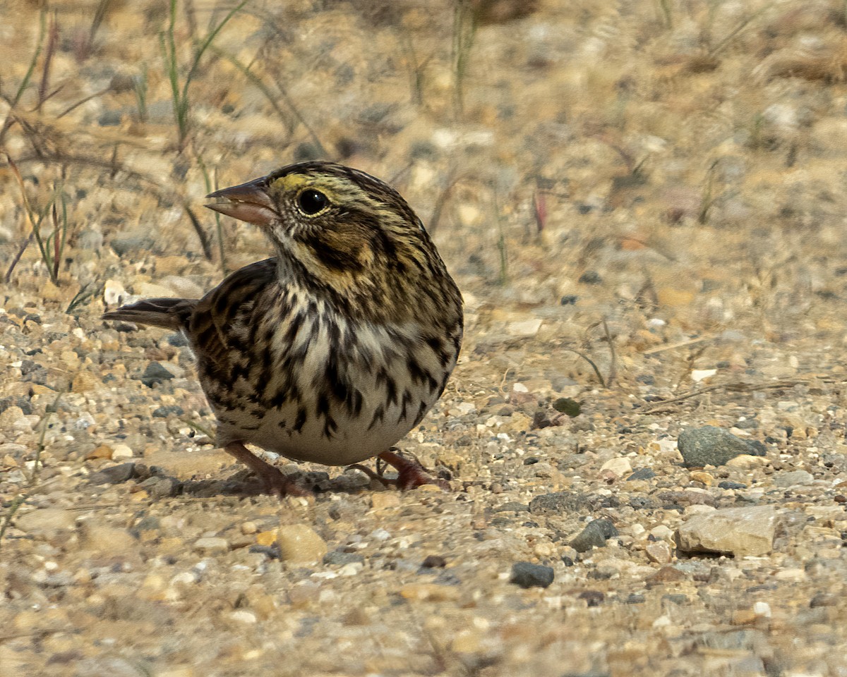 稀樹草鵐 - ML266169541