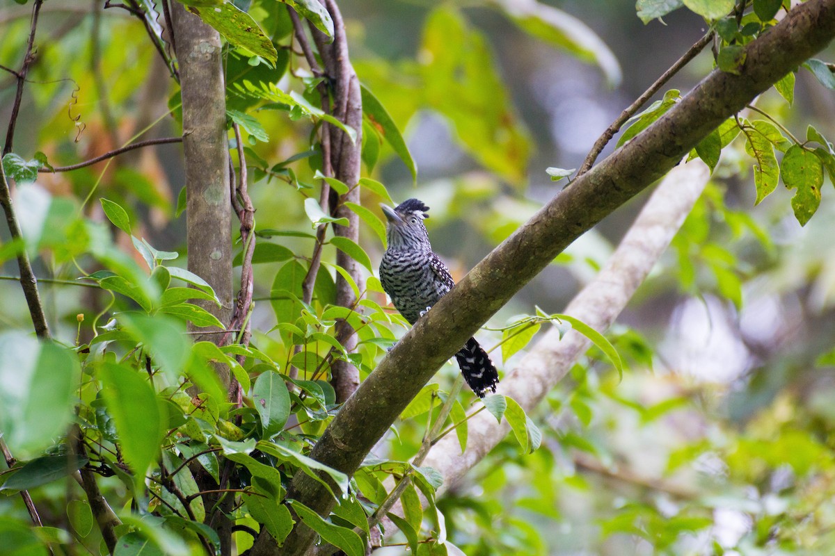 Barred Antshrike - Francis Canto Jr