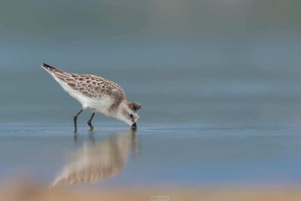 Semipalmated Sandpiper - Benny Diaz