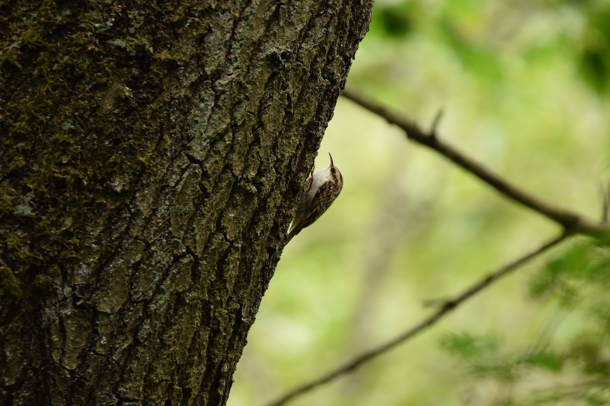 Eurasian Treecreeper - ML266171251