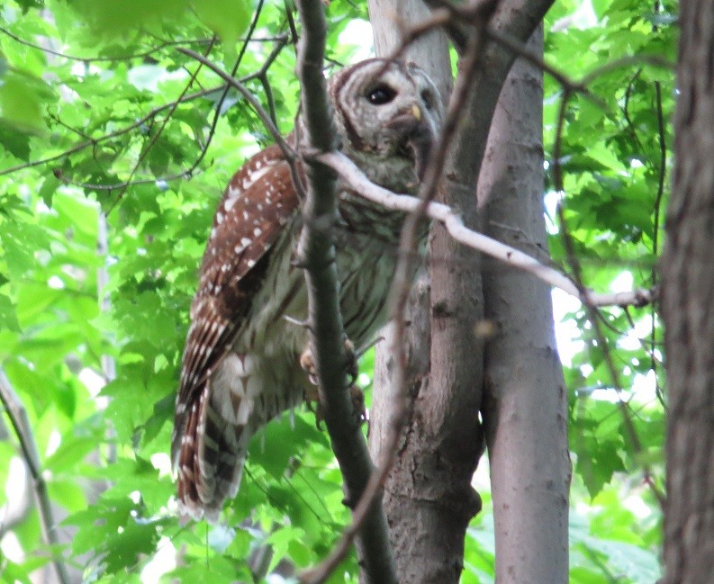 アメリカフクロウ - ML26617181