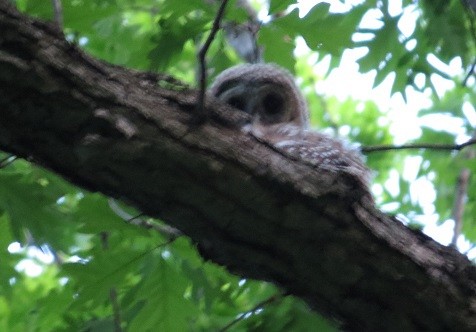 アメリカフクロウ - ML26617191