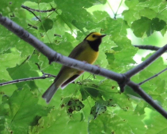 クロズキンアメリカムシクイ - ML26617241