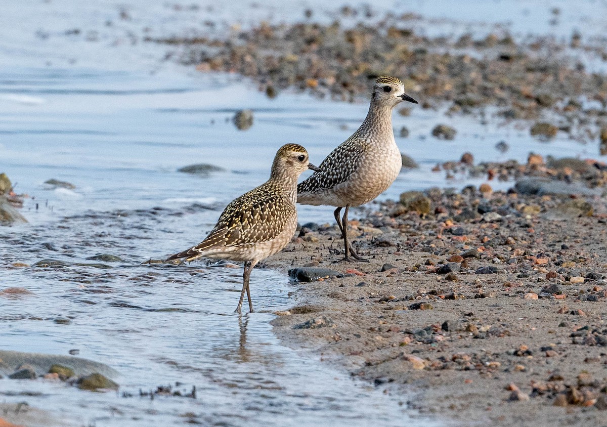 American Golden-Plover - Yannick Fleury