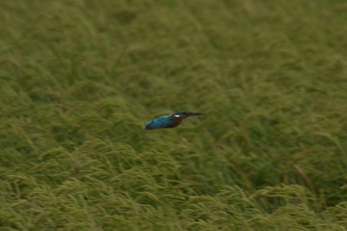 Common Kingfisher - ML266174291